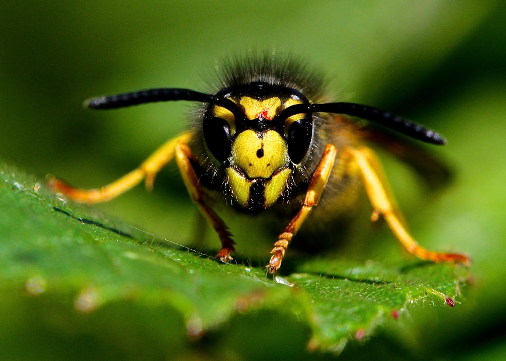 Mikrofotografie von gelber und schwarzer Biene auf grünem Blatt