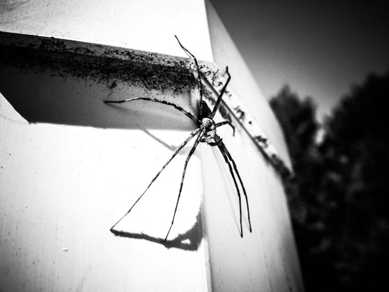 A large spider is perched on a metal surface, casting a prominent shadow. The image is in black and white, enhancing the contrast and making the spider's features more pronounced. The background is blurred, focusing attention on the spider.