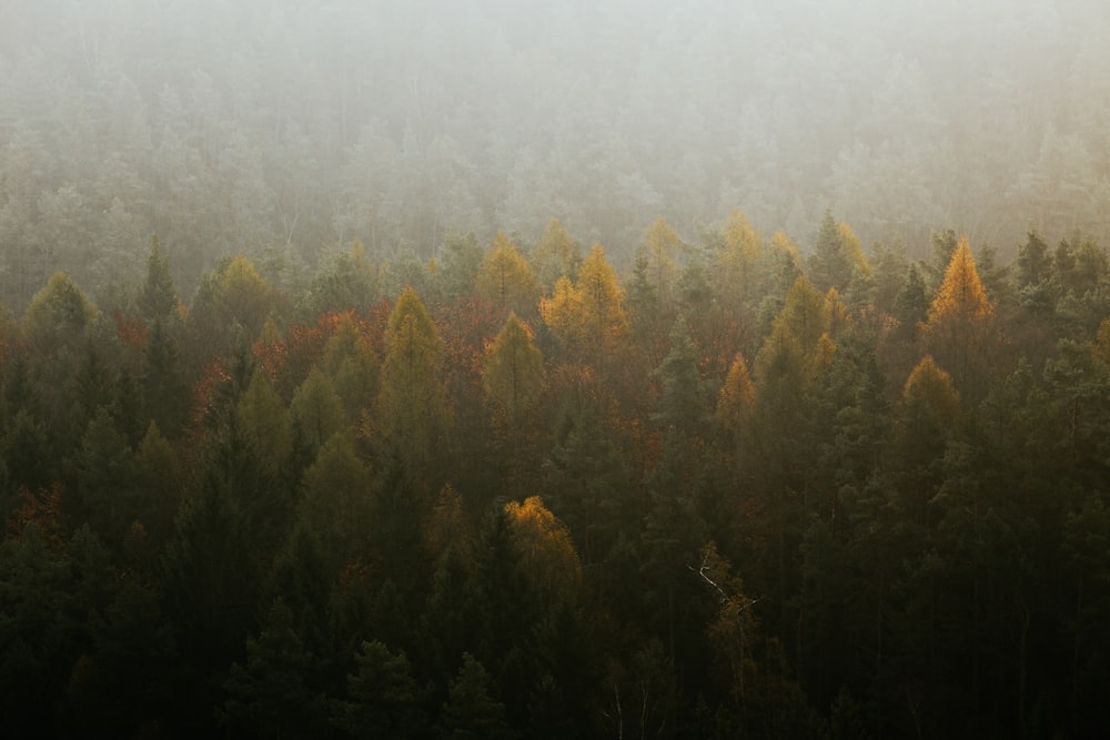 aerial view of green and yellow trees