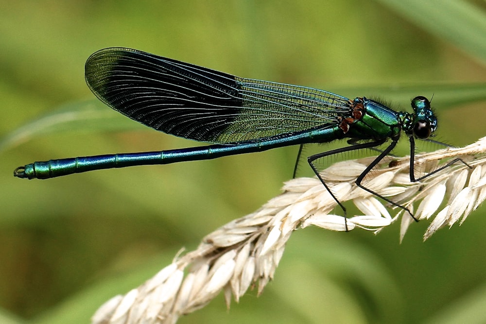 libélula negra y verde azulada