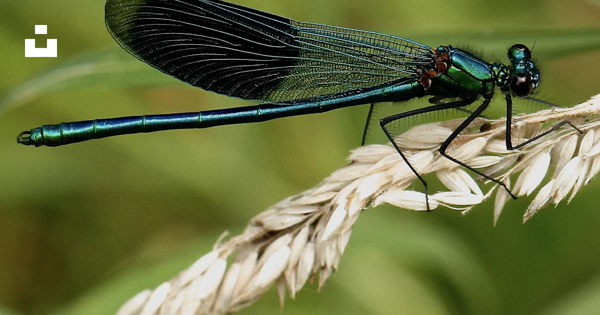 Teal Insects Black and teal dragonfly photo – Free Insect Image on Unsplash
