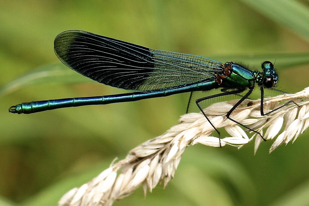 Schwarze und blaugrüne Libelle