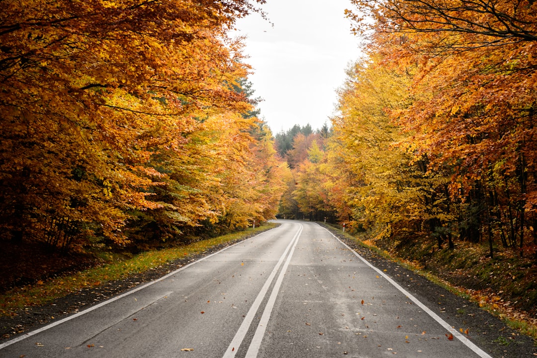 gray road between forest