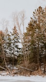 A serene winter landscape featuring a row of evergreen and deciduous trees. The ground is covered with snow, and the branches are mostly bare, indicating a cold season. There is a soft blending of tree trunks and branches against a pale sky.