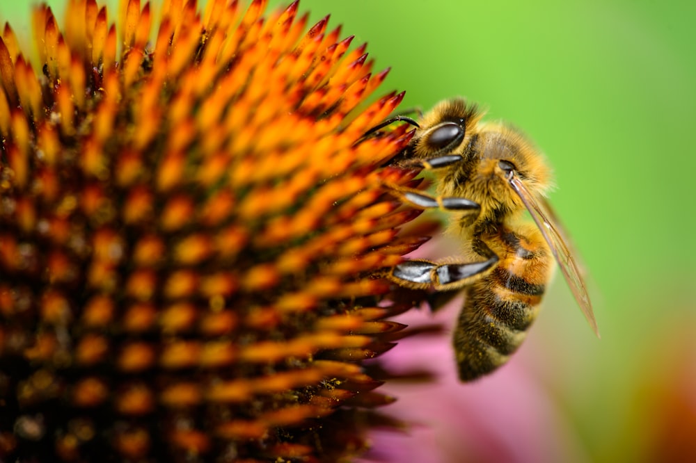 photo macro prise de vue d’abeille sur fleur
