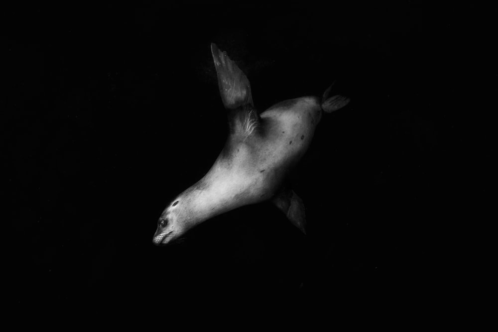 sealion in grayscale photo