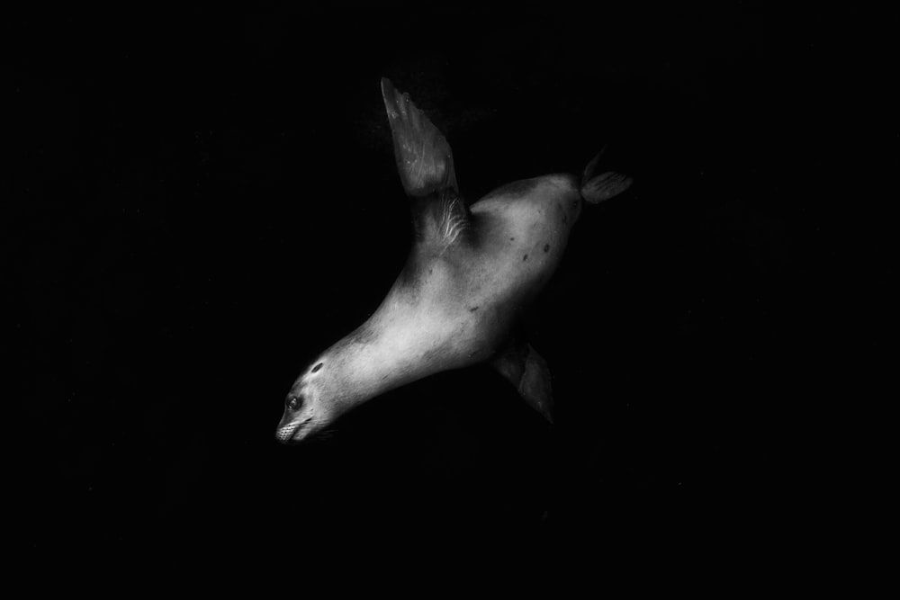 Seelöwe auf Graustufenfoto