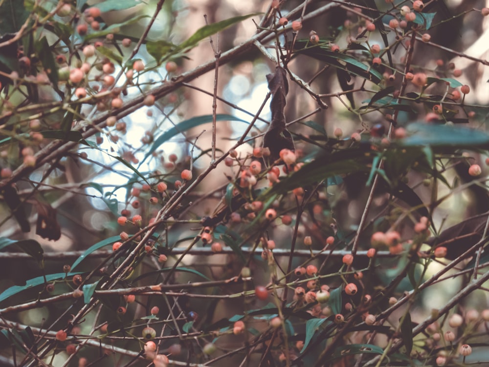 closeup photography red flower buds