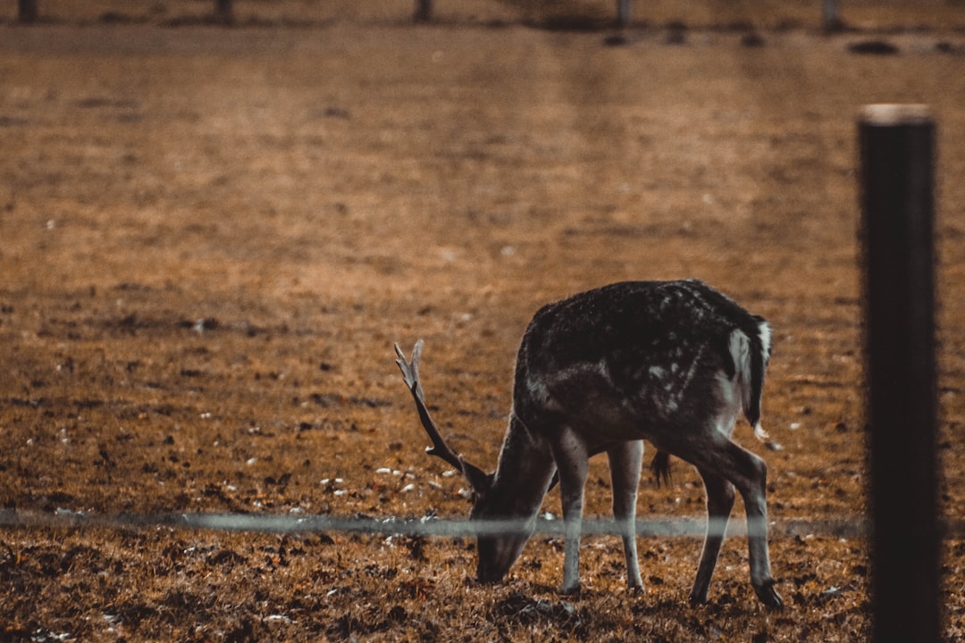 deer standing on the ground