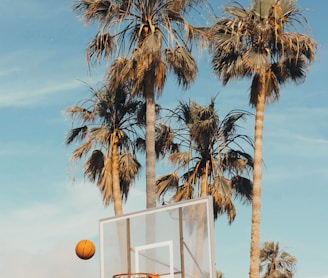 white and gray basketball system beside coconut trees