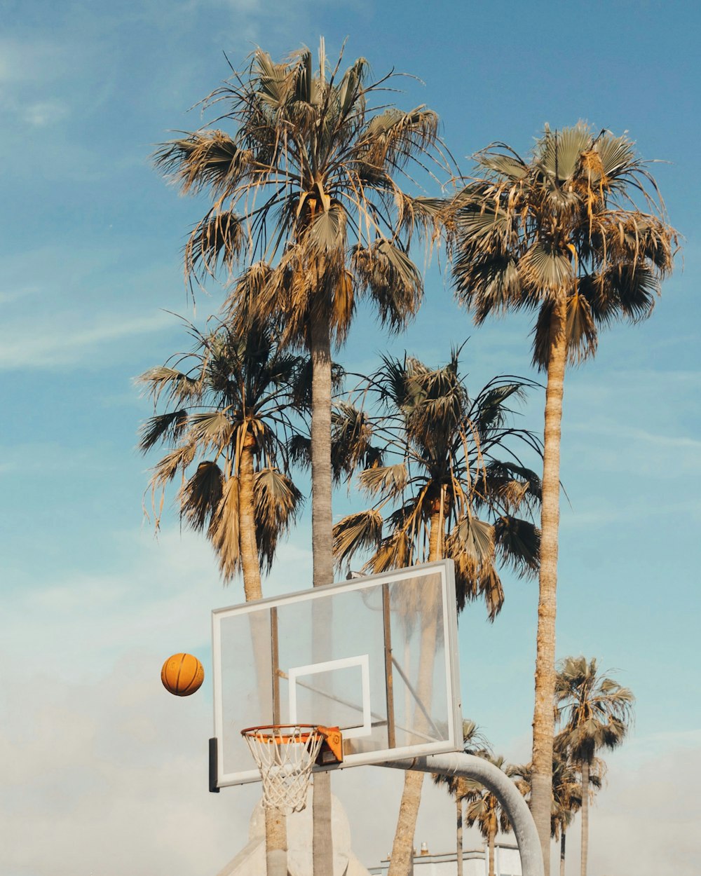 ココナッツの木のそばの白と灰色のバスケットボールシステム