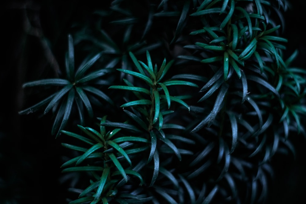 green leafed plant