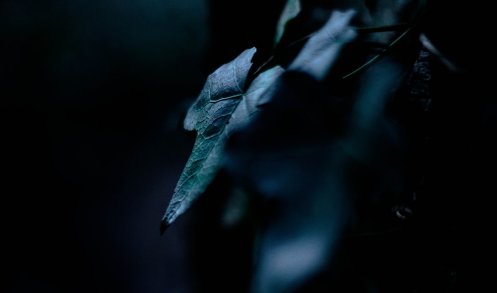 closeup photo of green leafed plant