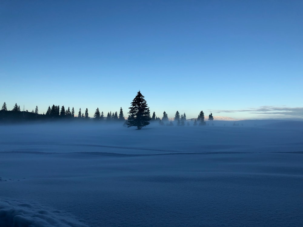 tree on snow