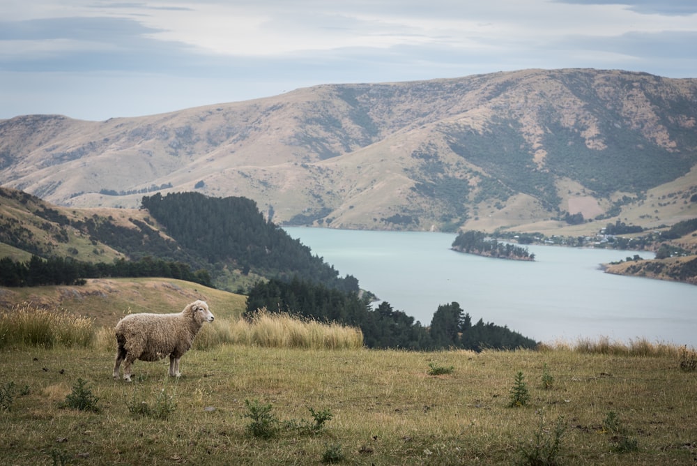 sheep standing on elevated ground overlooking lake during daytime