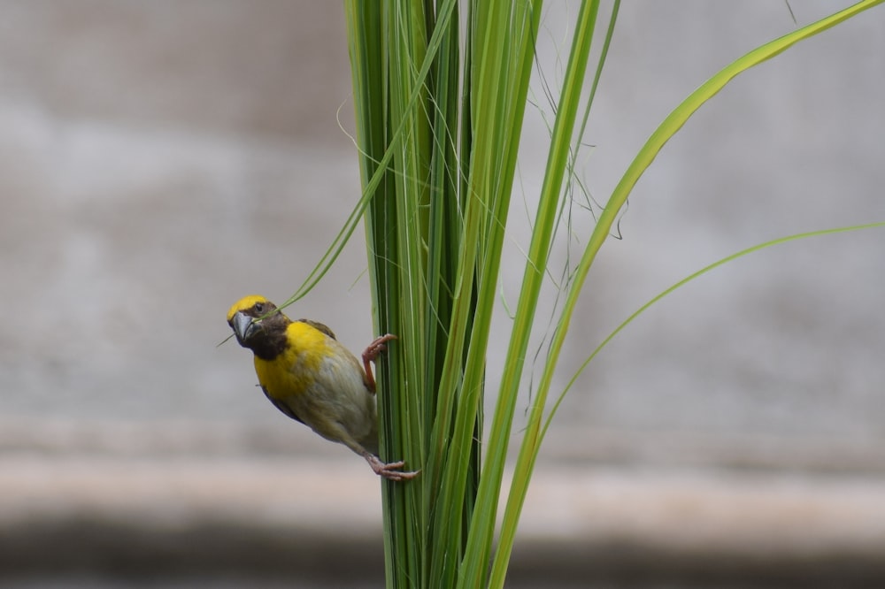 yellow and gray birds perched on green leaf