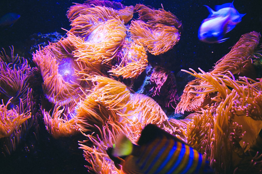 Medusas naranjas y rosadas