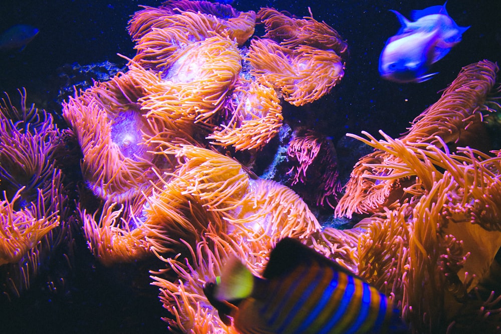 orange and pink jellyfishes