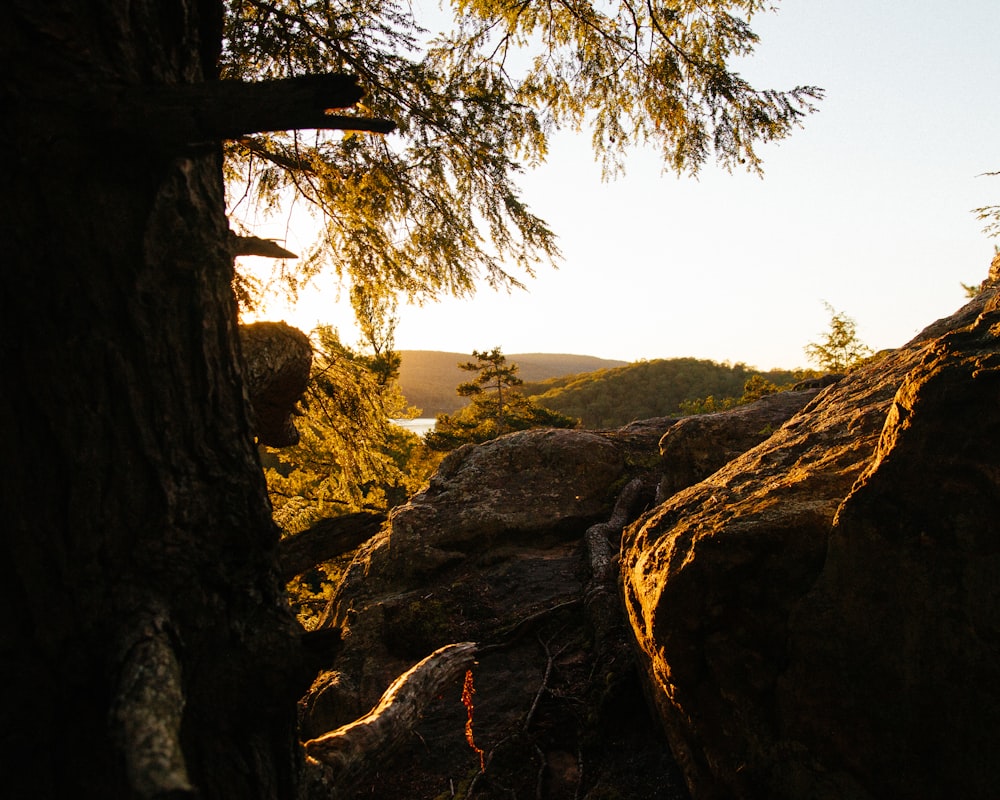 photo of boulders near tree