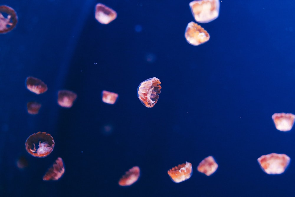grupo de medusas fondo de pantalla digital