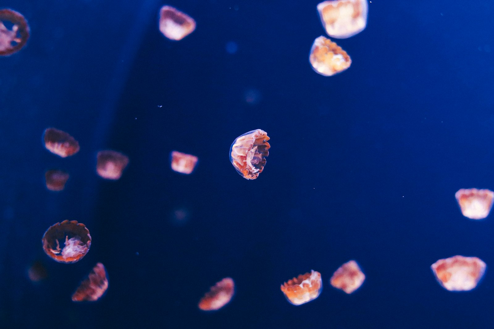 Canon EOS 6D + Yongnuo YN 35mm f/2 sample photo. Group of jellyfish digital photography