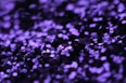 closeup photo of purple sequin lot
