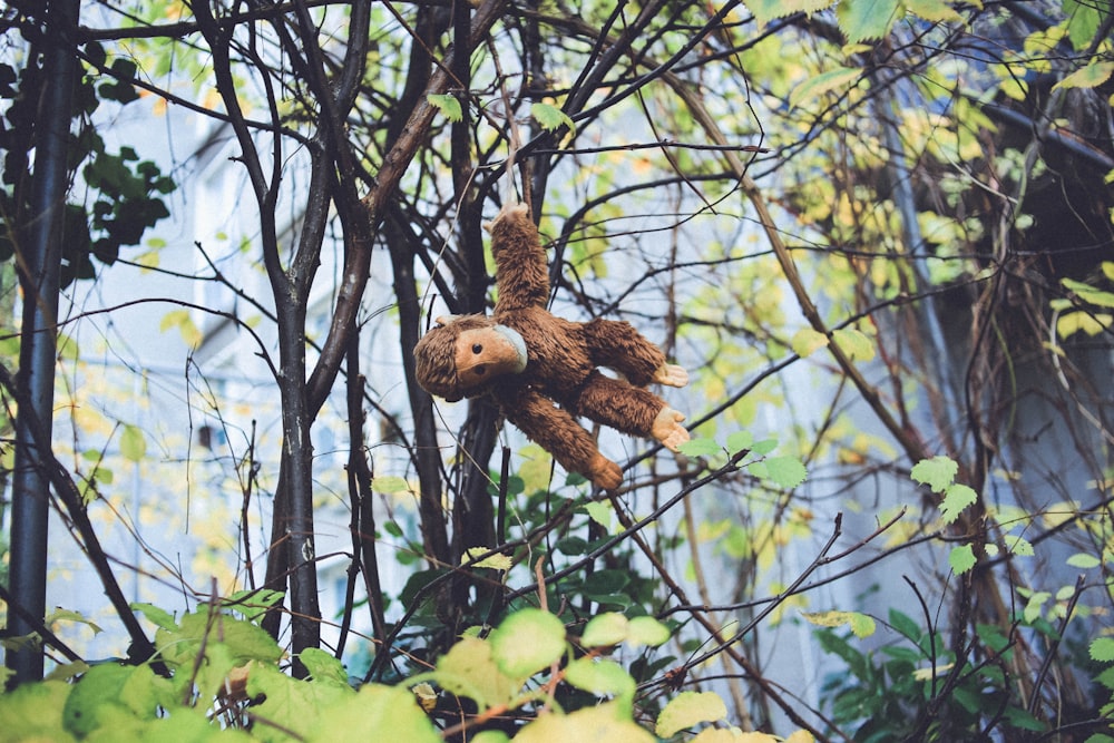 juguete de peluche de mono marrón colgado en la rama de un árbol