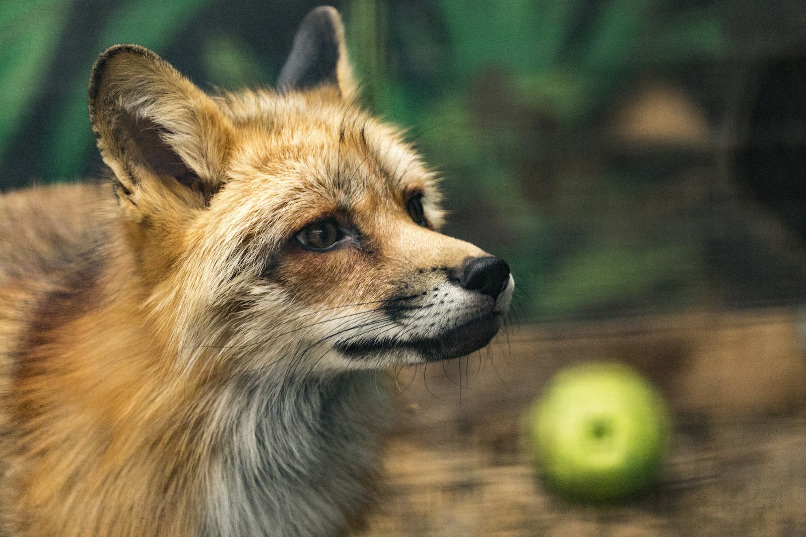 Canon EOS 6D + Canon EF 70-300mm F4-5.6L IS USM sample photo. Fox near green fruit photography