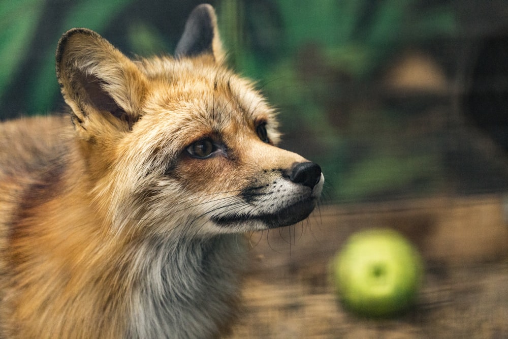 fox near green fruit