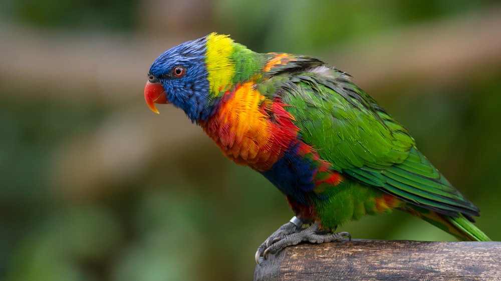 Selektive Fokusfotografie von grünem und rotem Vogel, der auf einem Ast sitzt