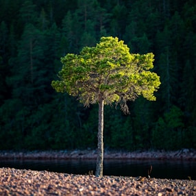 green leafed tree during daytime