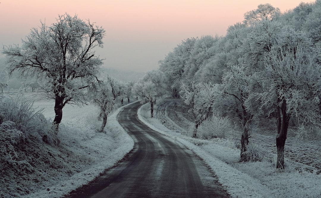 empty road in between trees covered with snow