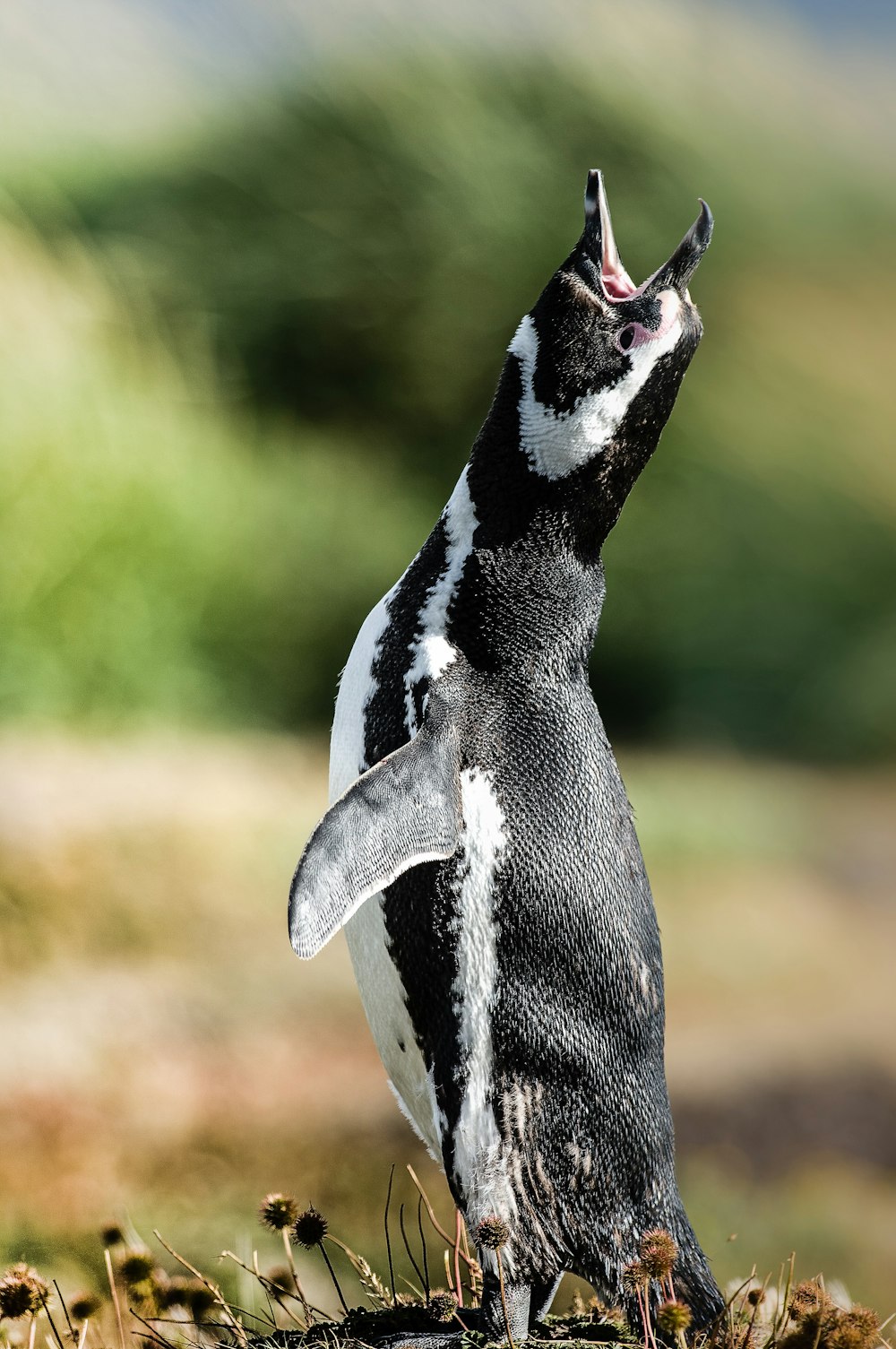 macro shot photo of penguin roaring