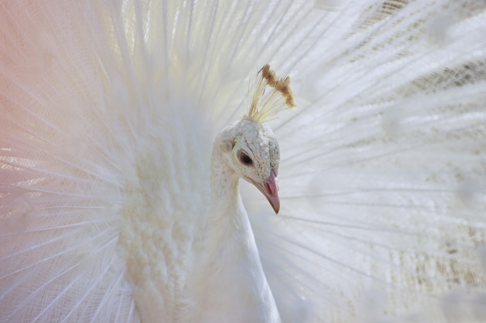 500 White Peacock Pictures Download Free Images On Unsplash