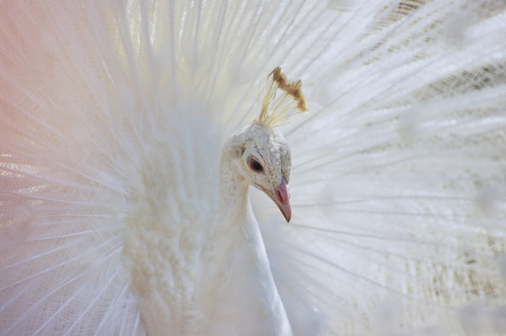 pavo real blanco