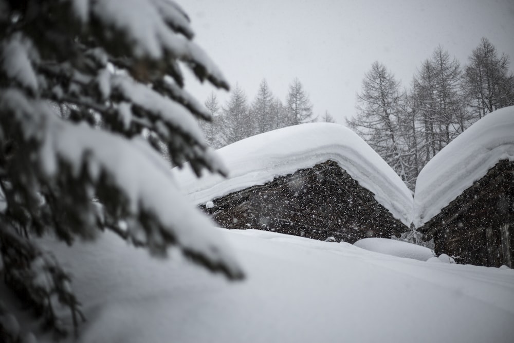 green tree covered with snow