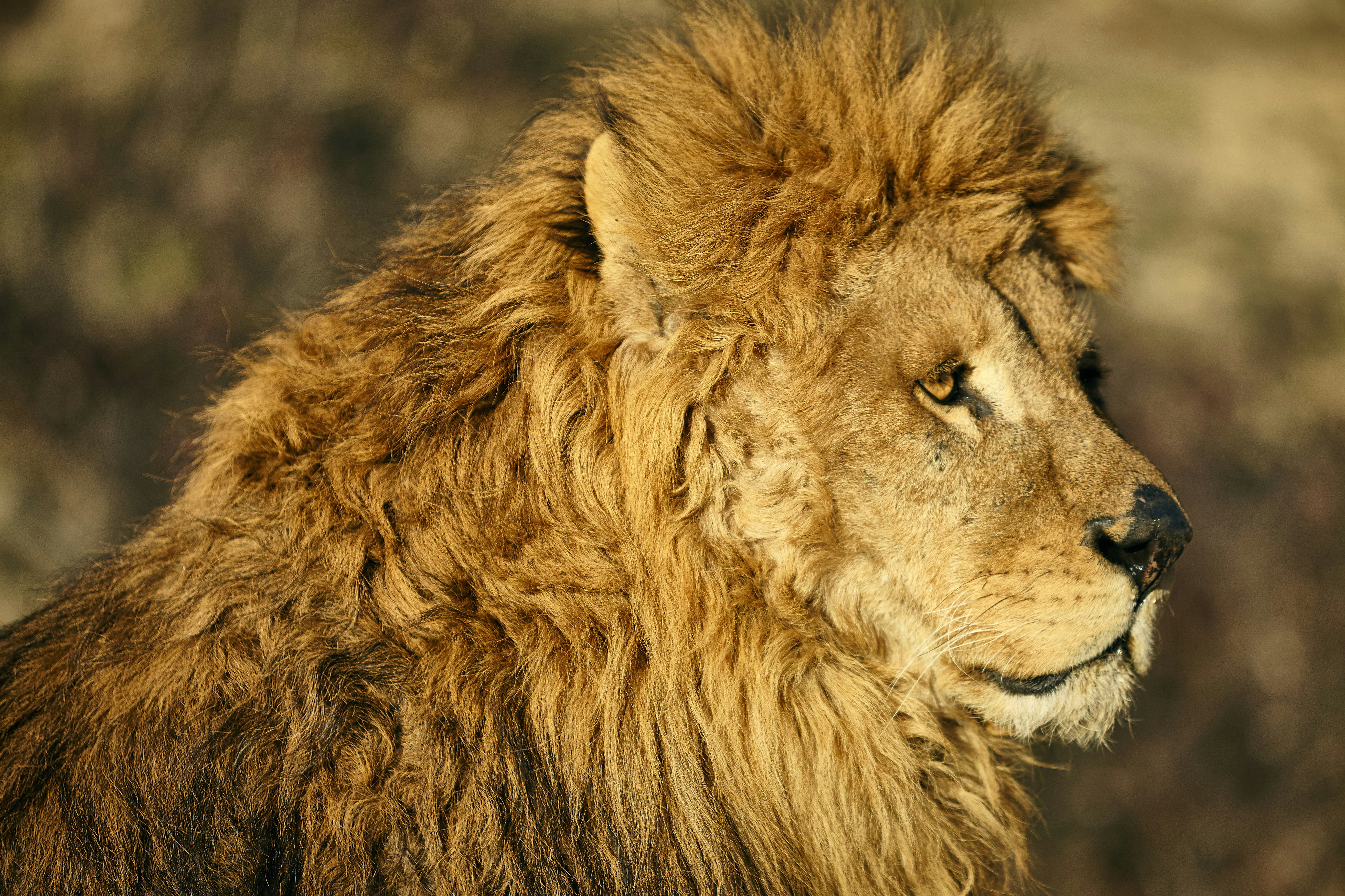 male lion