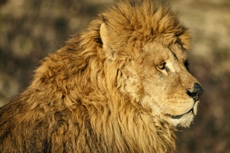 A majestic lion with a full mane looks off into the distance, capturing a sense of strength and regality. The sunlight highlights the texture of the lion's fur, casting a warm glow over its face.