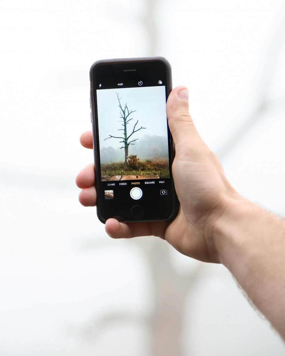 person taking photo of bare tree