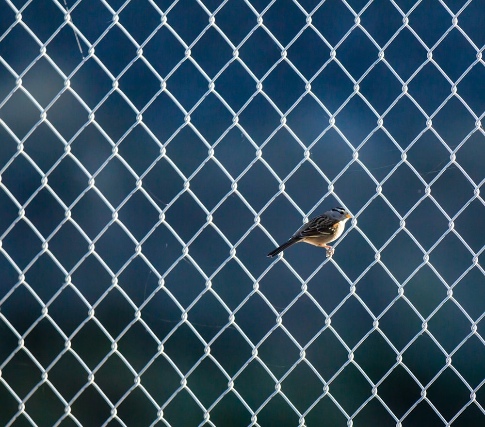 gray and white bird on cyclone fenc