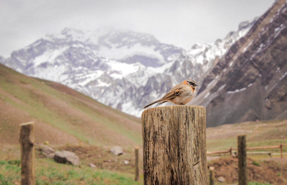 brown bird on top of log