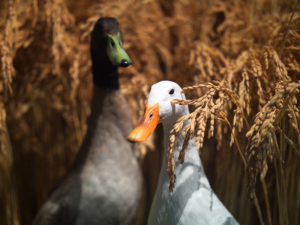 macro shot of gray and white birds