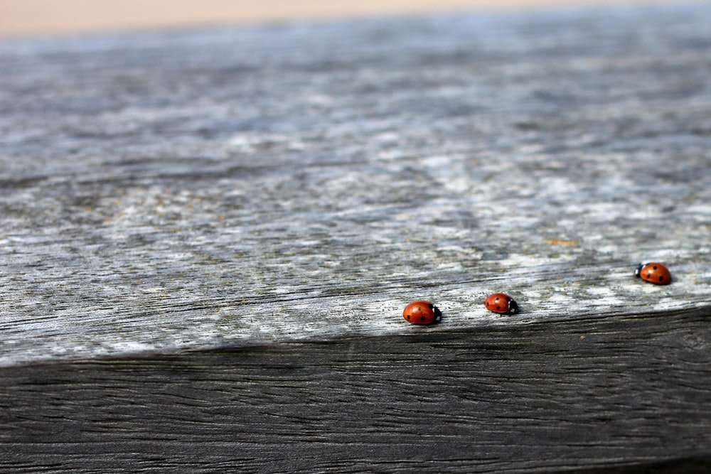 photo of three ladybug on black and gray surface