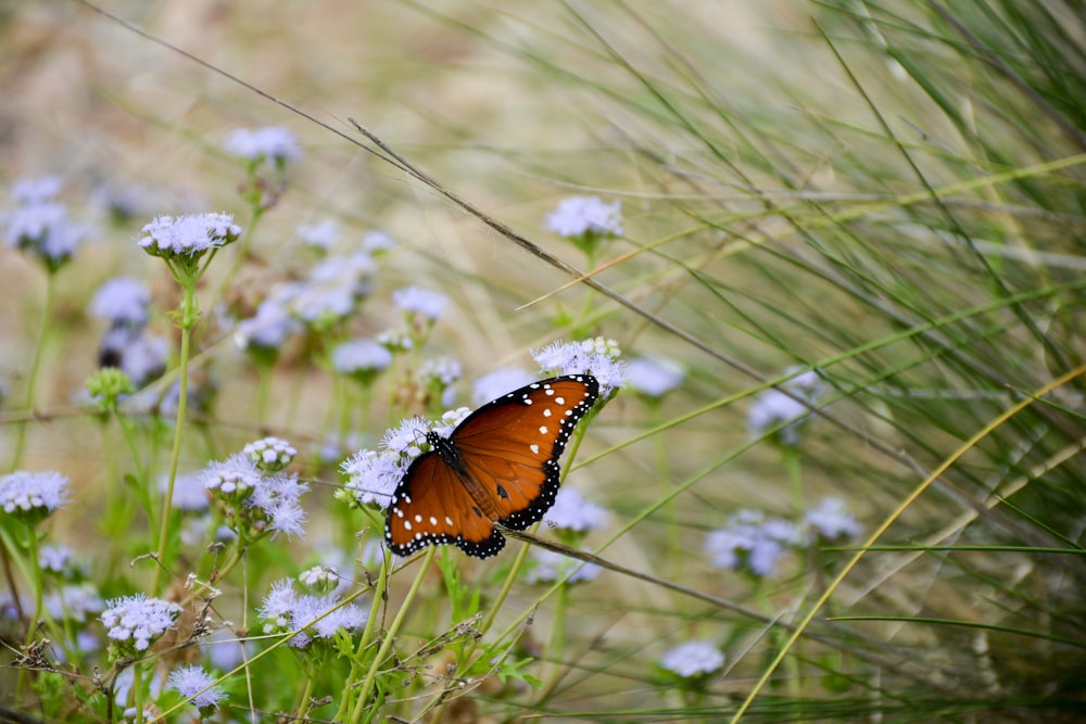 brown and black butterfly on purple flower