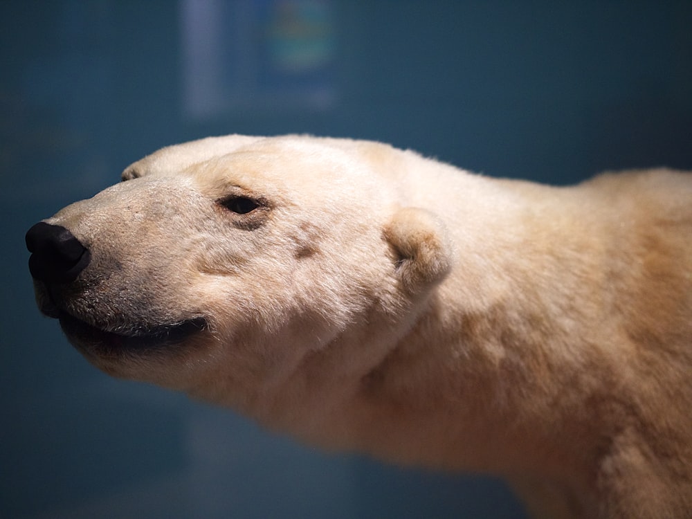 tilt shift lens photography of adult polar bear