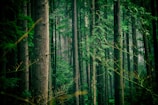 green leafed trees middle of forest during daytime