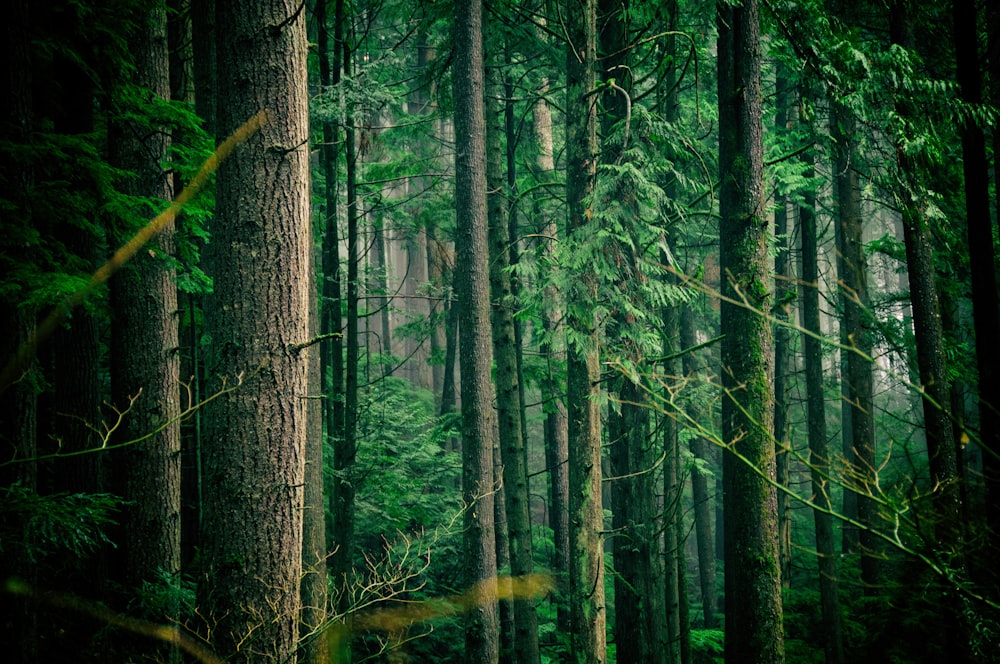 grün belaubte Bäume mitten im Wald während des Tages