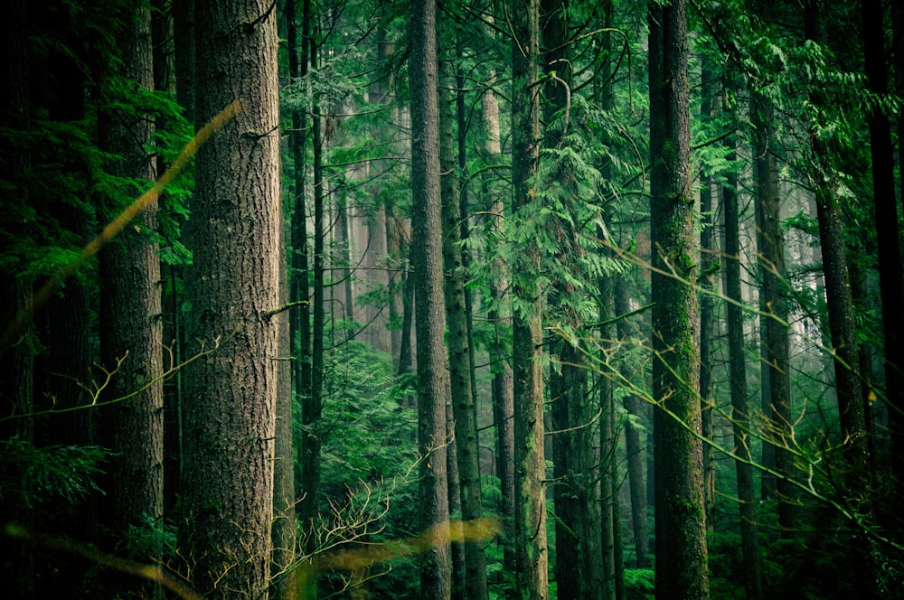 green leafed trees middle of forest during daytime