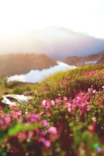 Authentic Kannauj Attar online