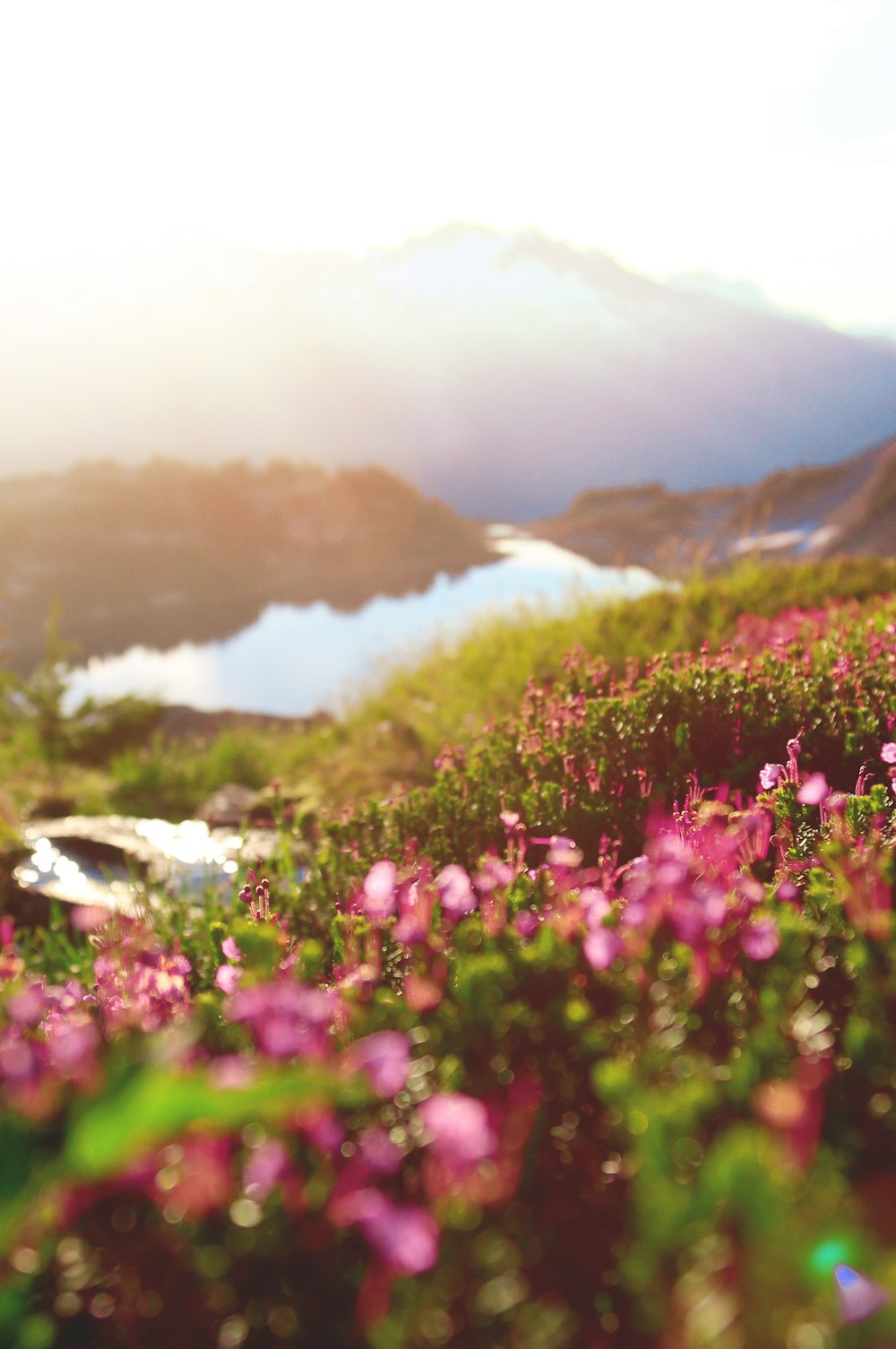 landscape photo of flower field